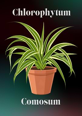 Chlorophytum Comosum - Spider Plant - Plants and Flowers