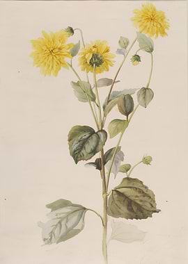 Vintage Illustration of Sunflower