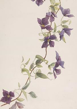 Purple Clematis Vine