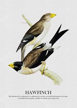 Hawfinch Bird Illustration
