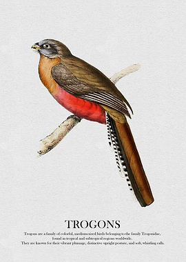 Trogon Bird Illustration
