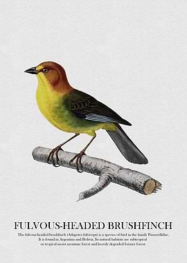 Fulvous-Headed Brushfinch Illustration