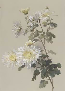 White Chrysanthemum Painting