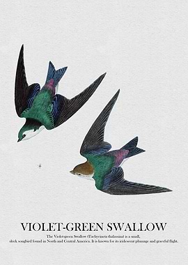 Violet-Green Swallow Illustration