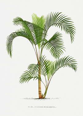 Vintage Palm Tree Illustration