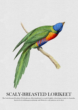 Scaly-breasted Lorikeet Illustration