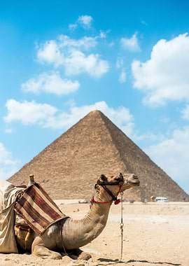 Camel by the Pyramids