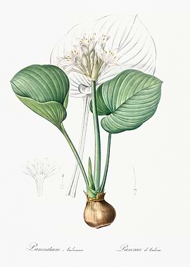 Pancratium Flower Illustration