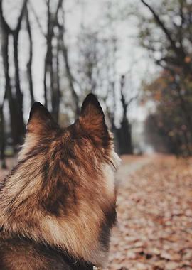 The Path Ahead – A Canine Perspective