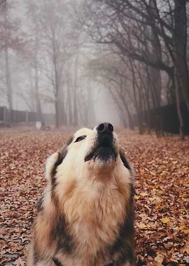 Call of the Wild – Malamute in Autumn Fog