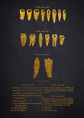 Vintage Dental Illustration