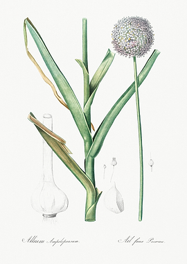 Allium Ampeloprasum Illustration