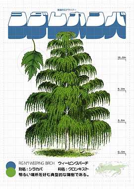 Weeping Birch Illustration