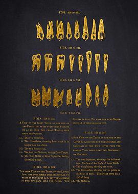 Vintage Dental Chart
