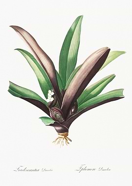 Tradescantia Botanical Illustration