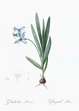 Gladiolus Plant Illustration