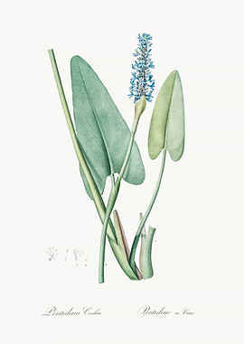 Water Hyacinth Botanical Illustration