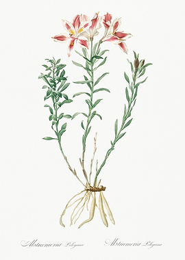 Alstroemeria Pelegrina Illustration