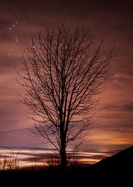 Silhouetted Tree Under Starry Sky