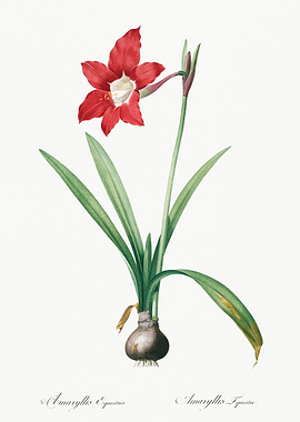 Amaryllis Equestris Illustration