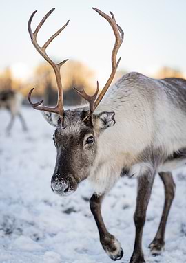 Reindeer in Winter