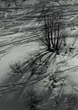 Winter Landscape with Tracks
