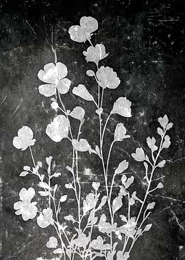 Silhouettes of Flowers