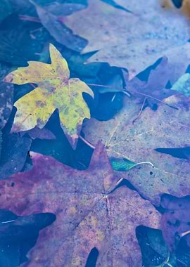 Autumn Leaves Underwater