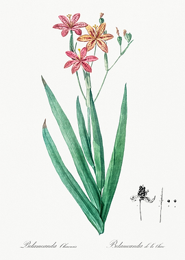 Belamcanda Chinensis Flower Illustration