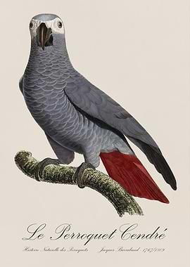 African Grey Parrot / Le Perroquet Cendre - Jacques Barraband 19th century Natural History Illustration