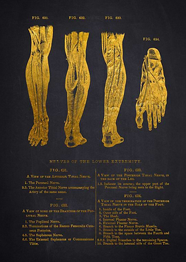 Nerves of the Lower Extremity