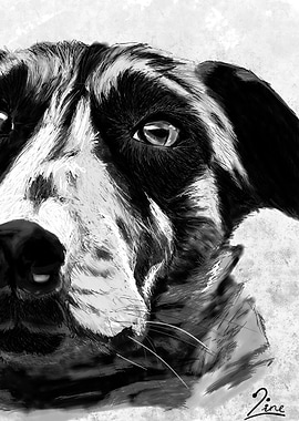 Dog Portrait in Black and White