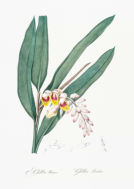 Globbea Flower Illustration