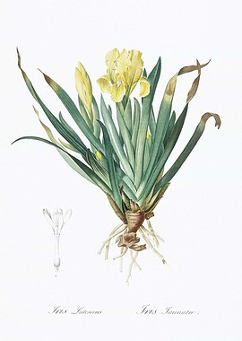 Yellow Iris Botanical Illustration