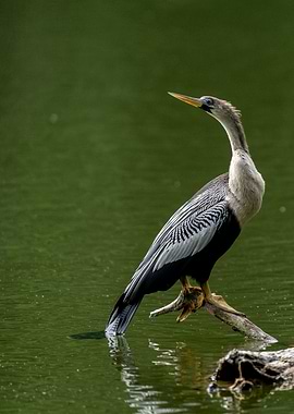 Anhinga Bird on Branch
