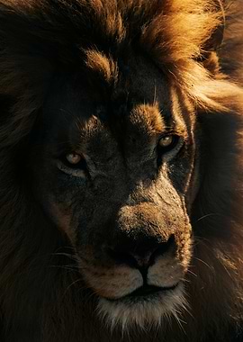Lion Close-Up