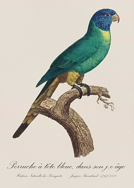 Rainbow Lorikeet juvenile / Perruche a tete bleue jeune age - Jacques Barraband 19th century Natural History Illustration