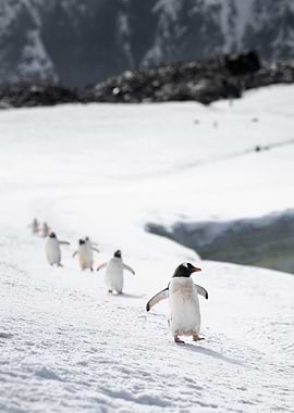 Penguins Walking on Snow