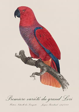 Eclectus Parrot / Premiere variete du grand Lori - Jacques Barraband 19th century Natural History Illustration