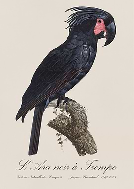 Palm Cockatoo / L' Ara Noir a Trompe - Jacques Barraband 19th century Natural History Illustration