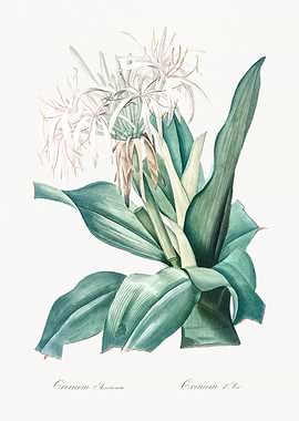 Crinum Asiaticum Flower Illustration