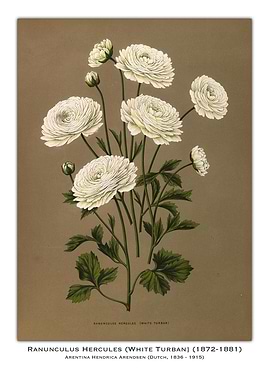 White Turban Ranunculus