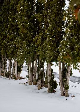 Snowy Evergreen Trees