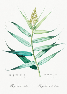 Botanical Illustration of Flagellaria