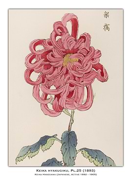 Pink Chrysanthemum Illustration