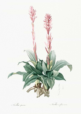 Pink Flower Botanical Illustration