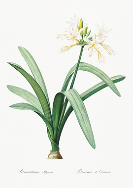 White Flower Illustration