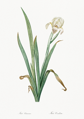 White Iris Flower Illustration