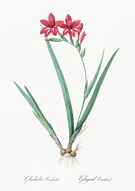 Gladiolus Cardinalis Flower