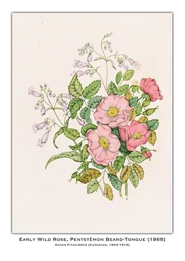 Early Wild Rose Botanical Illustration